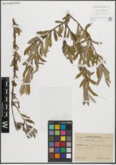 Foto von Salix purpurea L.
